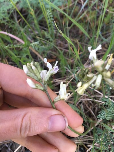 Astragalus conjunctus, photographed by Hilary Rose Dawson
