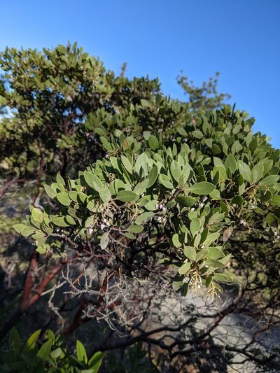 Arctostaphylos hispidula, photographed by Trevor Van Loon