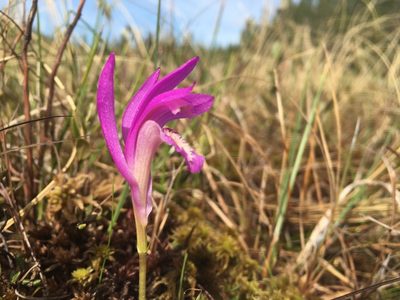 Arethusa bulbosa, photographed by Reuven Martin