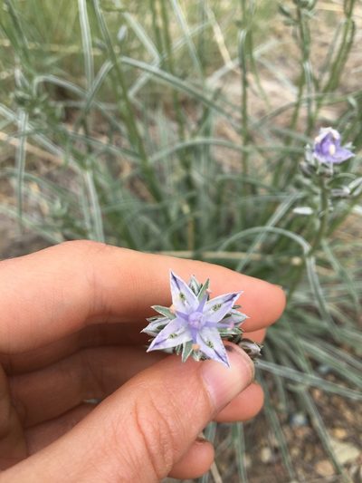 Frasera albicaulis, photographed by Hilary Rose Dawson