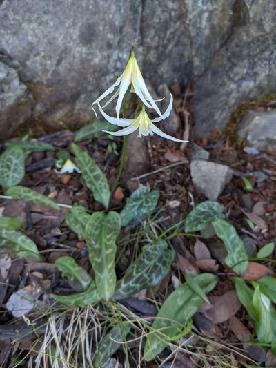 Erythronium citrinum, photographed by Trevor Van Loon