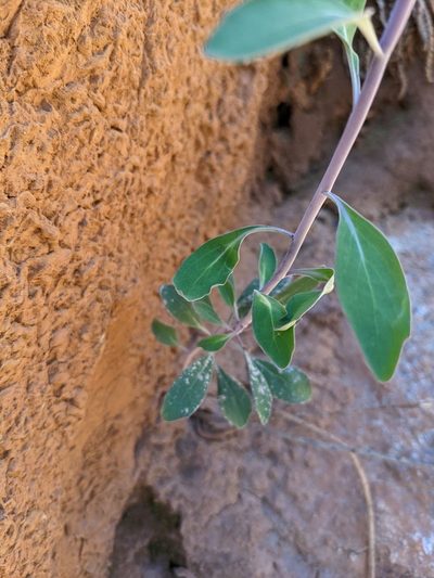 Streptanthus howellii, photographed by Trevor Van Loon
