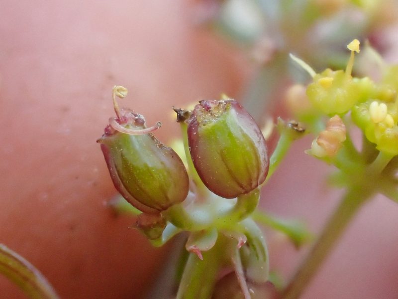 Lomatium howellii, photographed by Trevor Van Loon