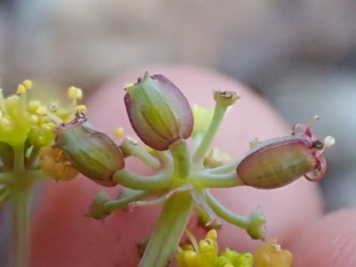 Lomatium howellii, photographed by Trevor Van Loon