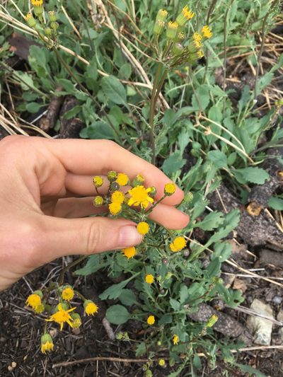Packera streptanthifolia, photographed by Hilary Rose Dawson