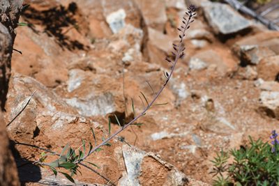 Streptanthus howellii, photographed by Trevor Van Loon
