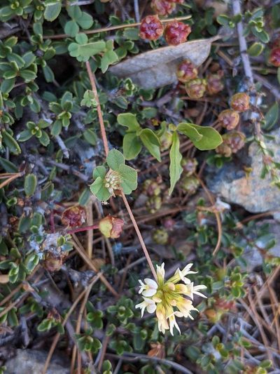 Trifolium breweri, photographed by Trevor Van Loon
