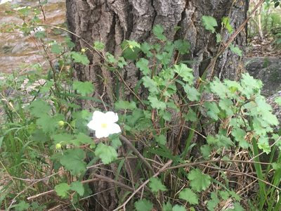 Rubus deliciosus, photographed by Shalana Gray