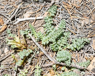 Pedicularis centranthera, photographed by Dominic Gentilcore