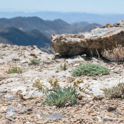 Oreocarya flavoculata, photographed by Dominic Gentilcore