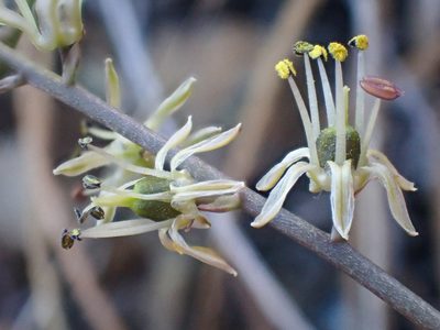 Hastingsia serpentinicola, photographed by Trevor Van Loon