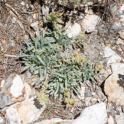 Oreocarya flavoculata, photographed by Dominic Gentilcore