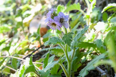 Phacelia bolanderi, photographed by Trevor Van Loon