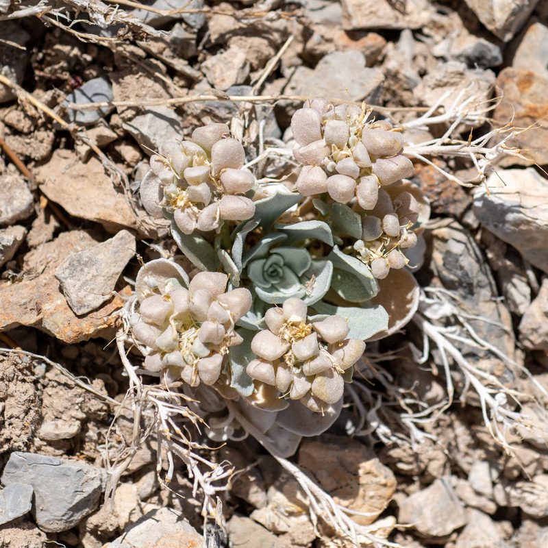 Physaria chambersii, photographed by Dominic Gentilcore