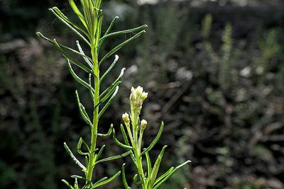 Cassinia maritima, photographed by Max Campbell
