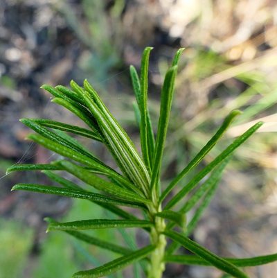 Cassinia maritima, photographed by Max Campbell