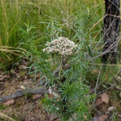 Cassinia maritima, photographed by Max Campbell