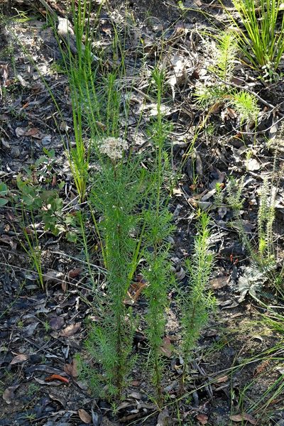 Cassinia maritima, photographed by Max Campbell