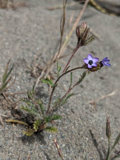 Gilia millefoliata, photographed by Trevor Van Loon