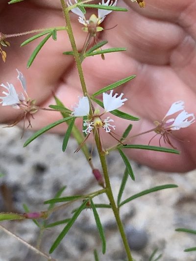 Cleome erosa, photographed by Laura Clark