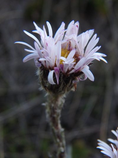 Oritrophium peruvianum, photographed by Daniel Cahen