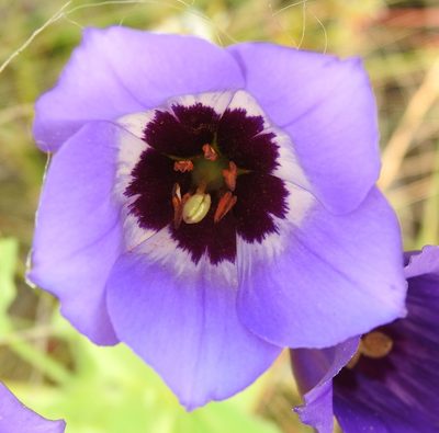 Eustoma russellianum, photographed by saltyhiker