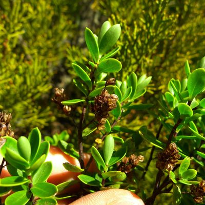 Veronica rakaiensis, photographed by Sarah Richardson
