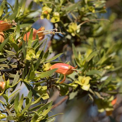 Eremophila duttonii, photographed by Kym Nicolson