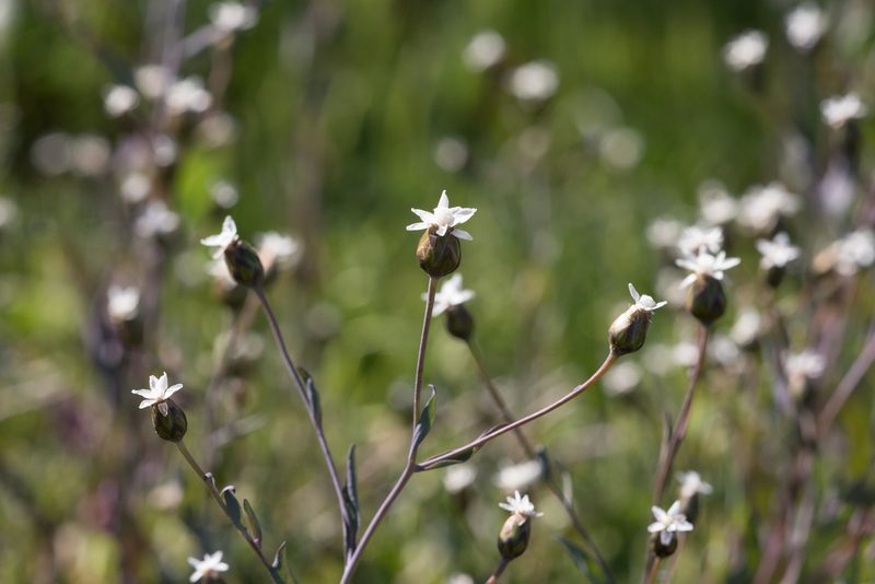 Rhodanthe stricta, photographed by Kym Nicolson