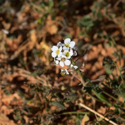 Harmsiodoxa blennodioides, photographed by Kym Nicolson
