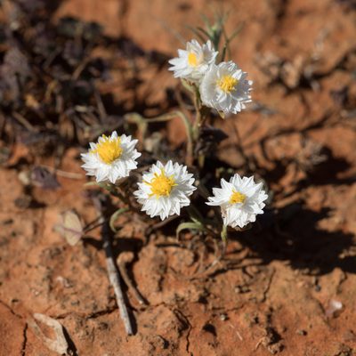 Rhodanthe floribunda, photographed by Kym Nicolson