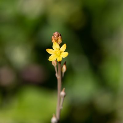 Bulbine semibarbata, photographed by Kym Nicolson