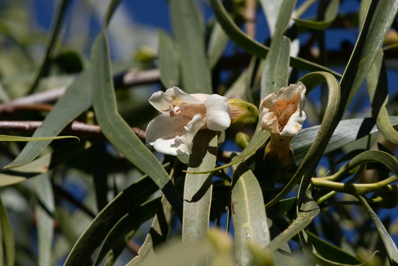 Eremophila bignoniiflora, photographed by Kym Nicolson