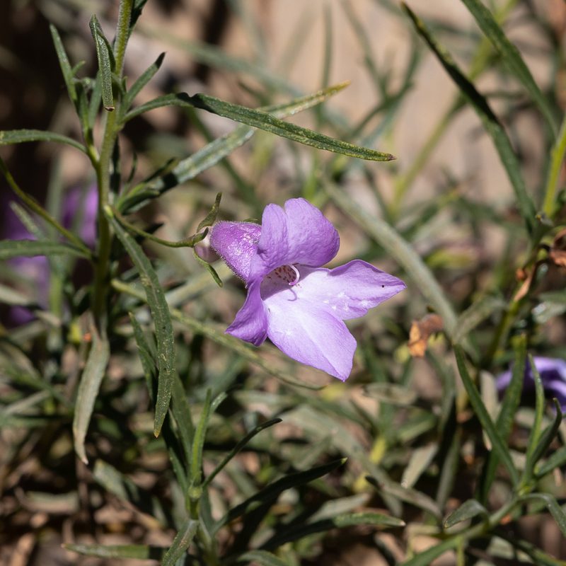Eremophila gilesii, photographed by Kym Nicolson
