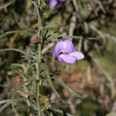 Eremophila gilesii, photographed by Kym Nicolson