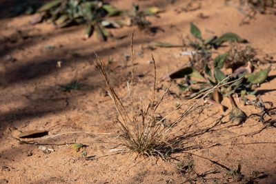 Tripogonella loliiformis, photographed by Kym Nicolson