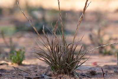 Tripogonella loliiformis, photographed by Kym Nicolson