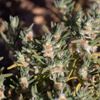 Maireana coronata, photographed by Kym Nicolson