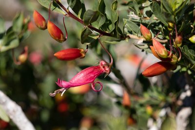Eremophila maculata, photographed by Kym Nicolson