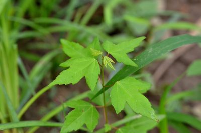 Acer buergerianum, photographed by Zinogre