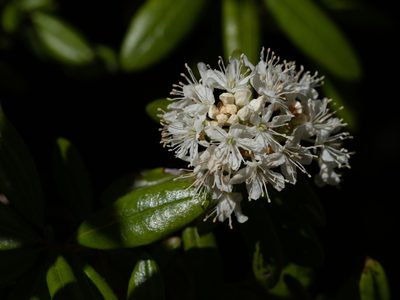 Rhododendron columbianum, photographed by Karen and Mike