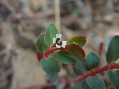 Euphorbia orbiculata, photographed by Daniel Cahen