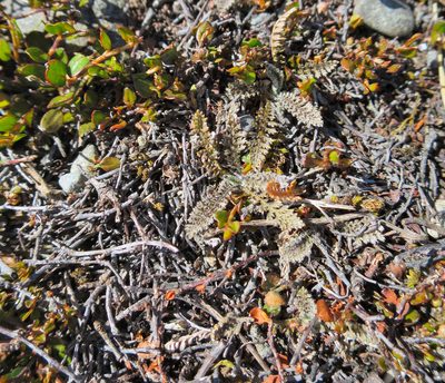 Leptinella serrulata, photographed by Alice Shanks