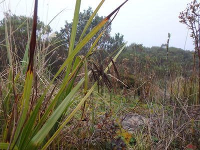 Carex pichinchensis, photographed by Daniel Cahen