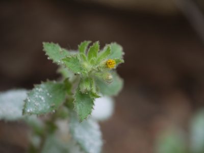 Blumea belangeriana, photographed by Dinesh Valke