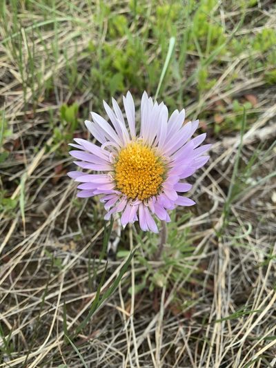 Townsendia parryi, photographed by Spencer Quayle
