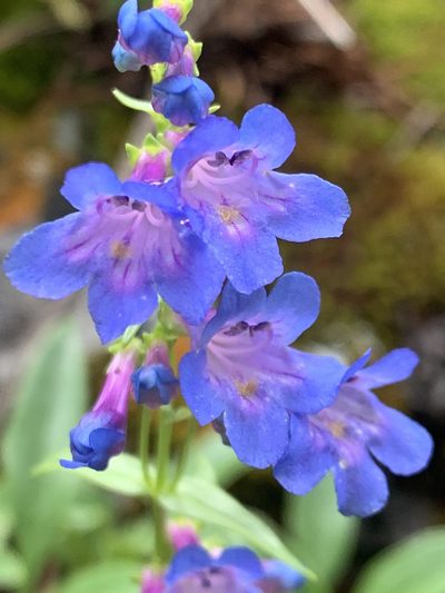 Penstemon albertinus, photographed by Spencer Quayle