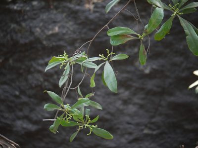 Ancistrocladus heyneanus, photographed by Dinesh Valke