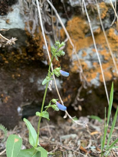 Penstemon albertinus, photographed by Spencer Quayle