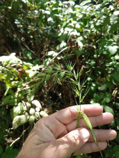Elymus californicus, photographed by rockybajada